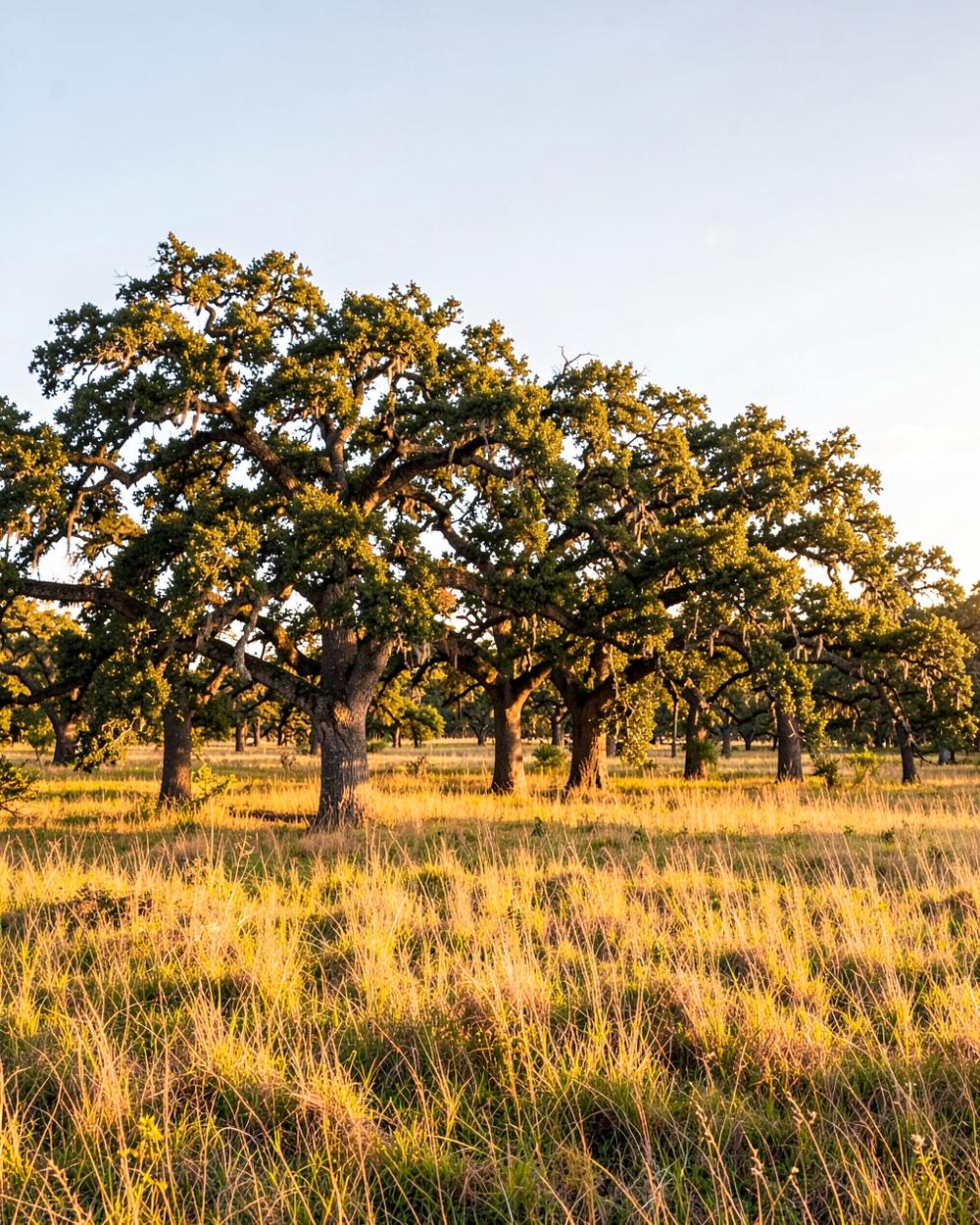 Washington County live oaks on Post Oak Savannah acreage