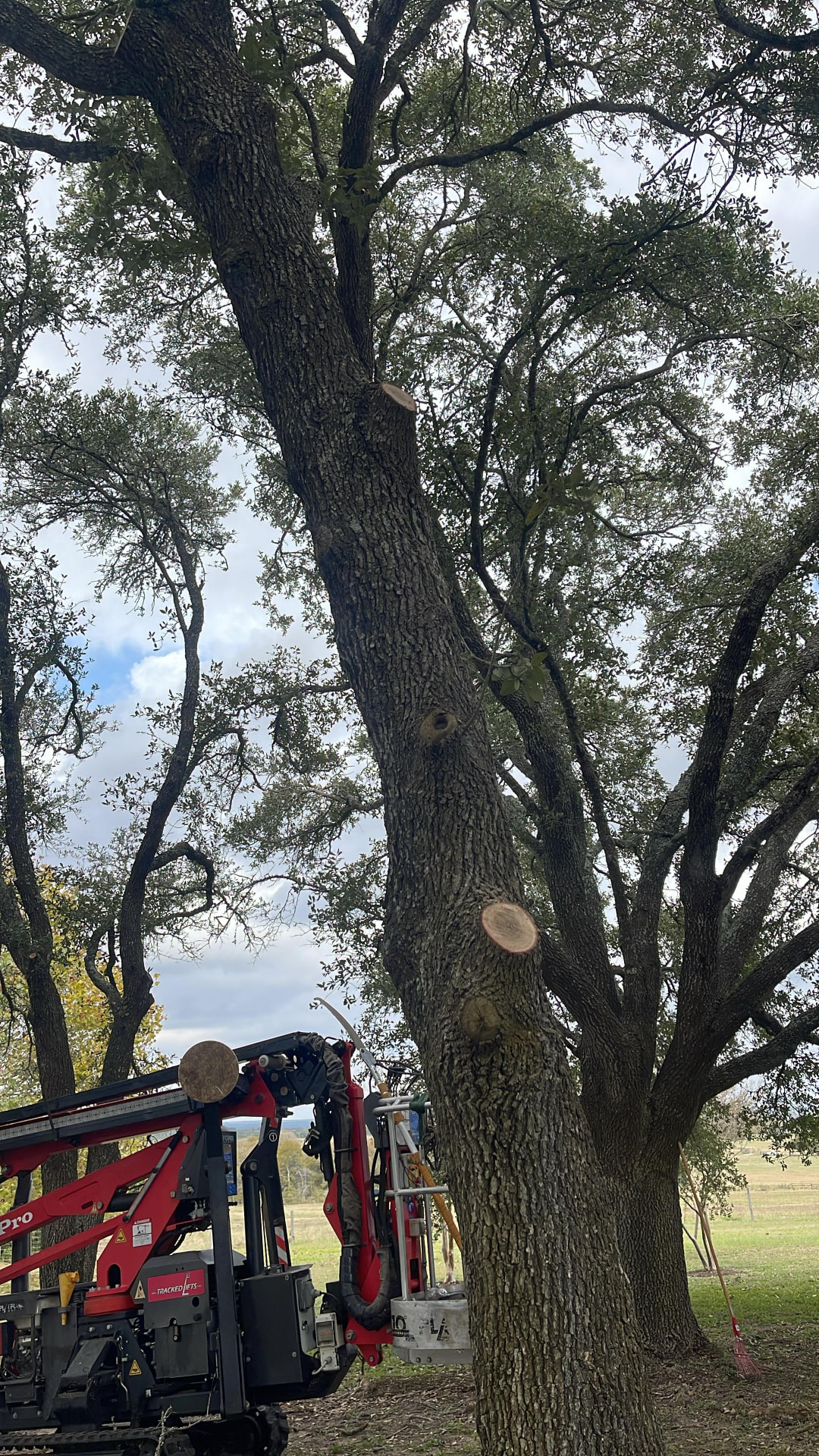 Tree Pruning